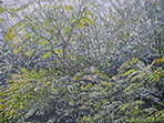 Sternwald 16, 2018, Öl auf Leinwand, 30 x 40 cm