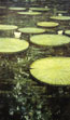 Victoria Regia, 1982, Öl auf Lw. 200 x 120 cm